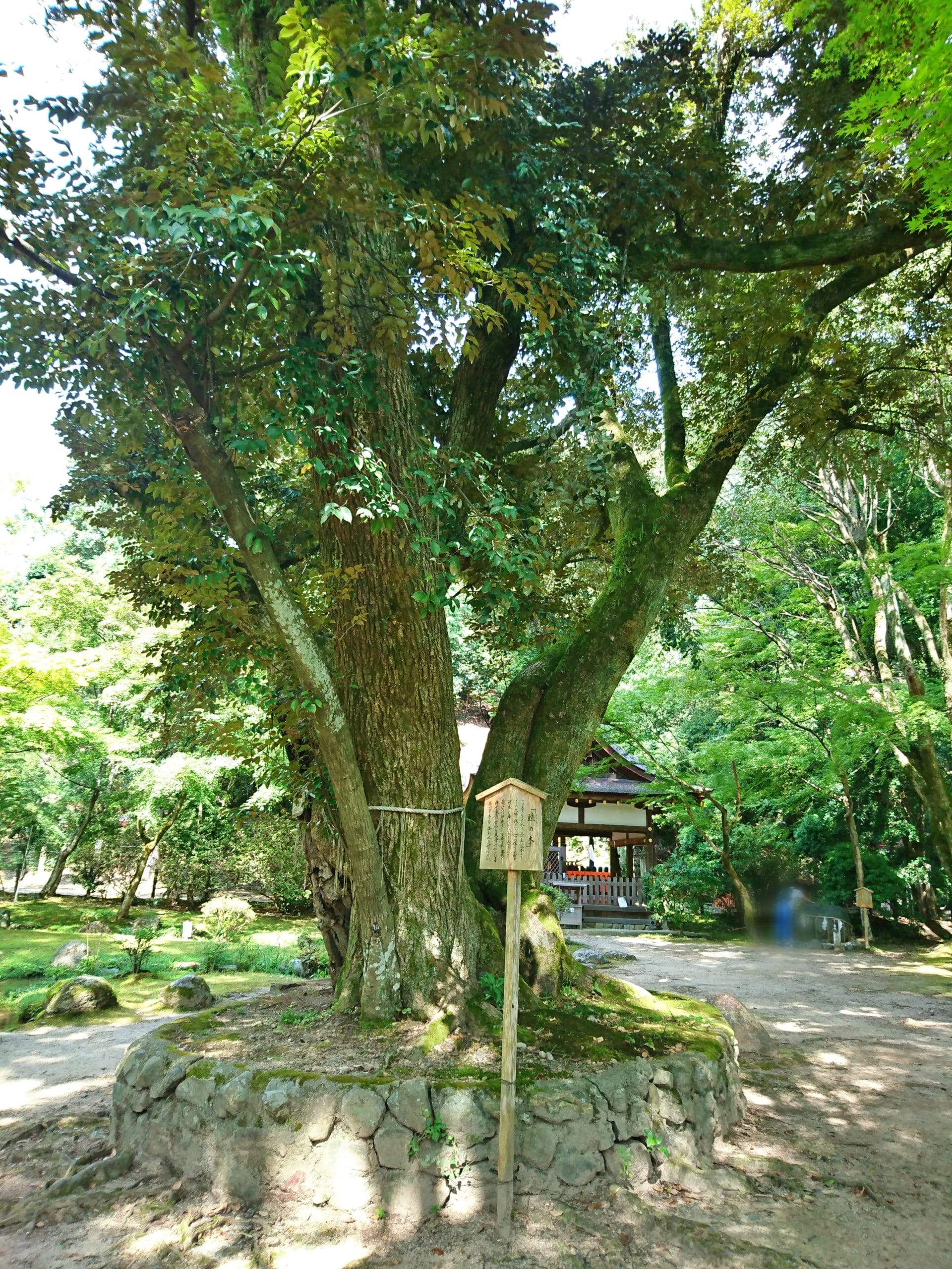 上賀茂神社の境内にある渉渓園のご神木睦の木