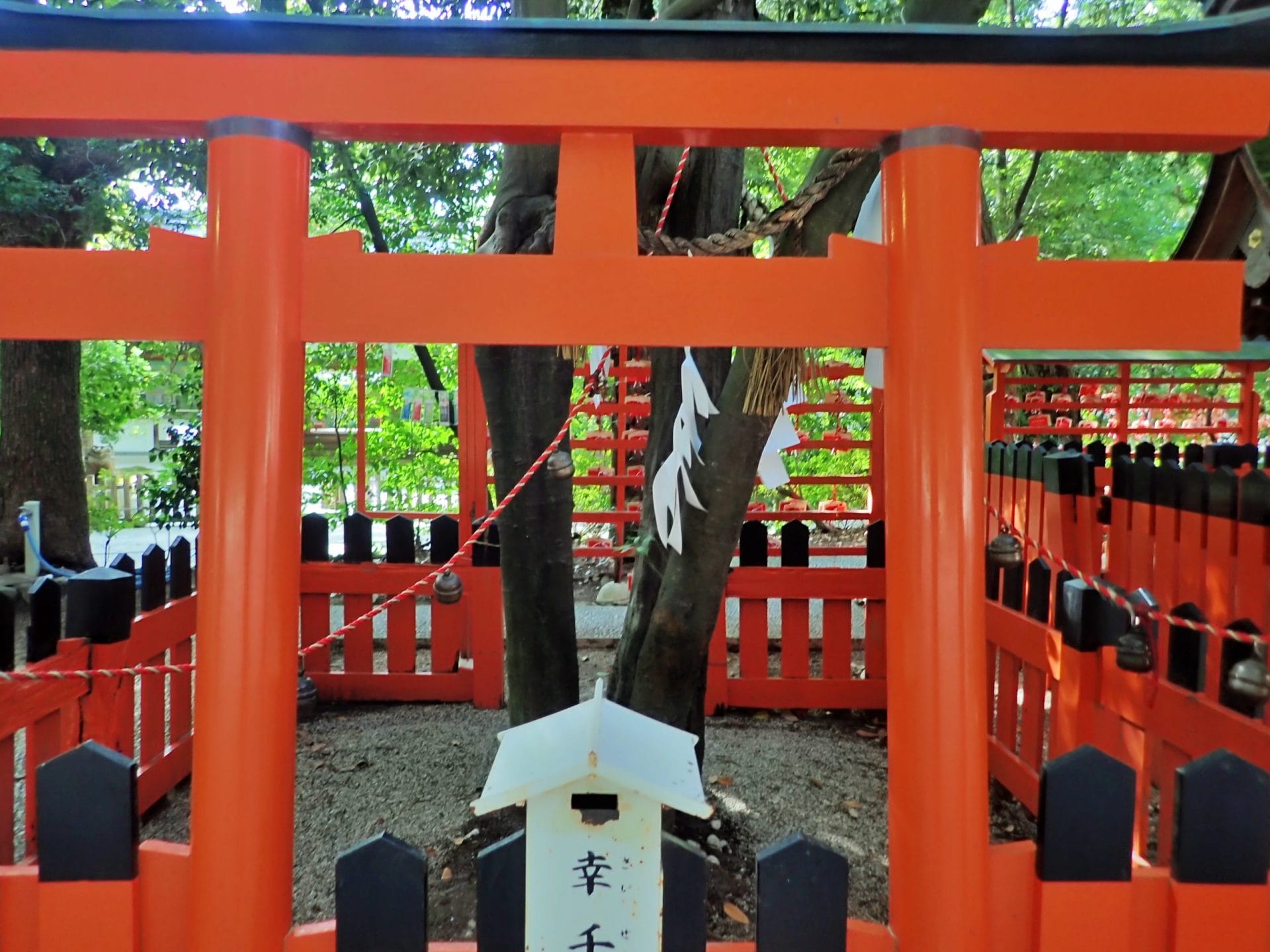 相生神社にある連理の賢木