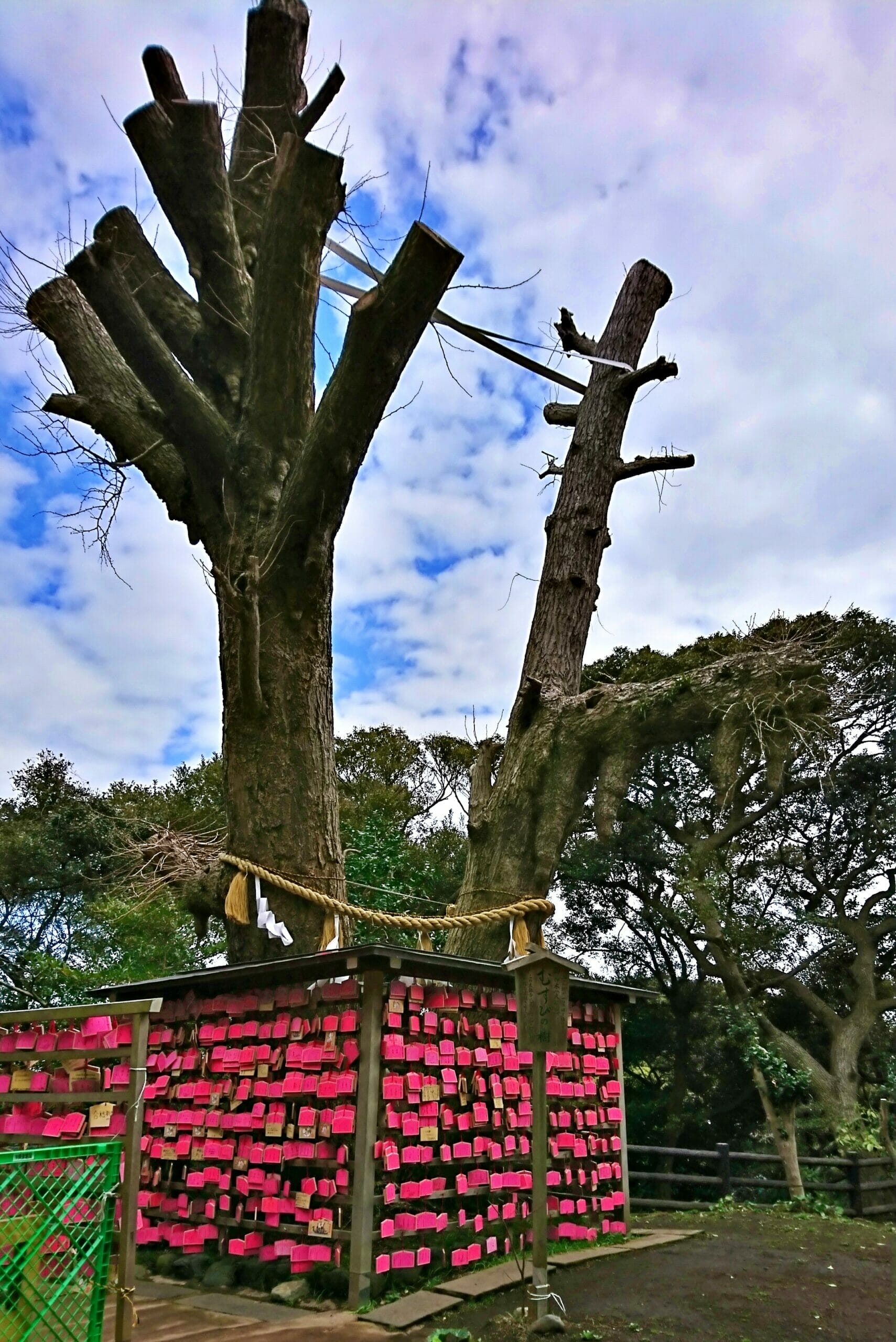 江ノ島神社辺津宮にあるむすびの樹
