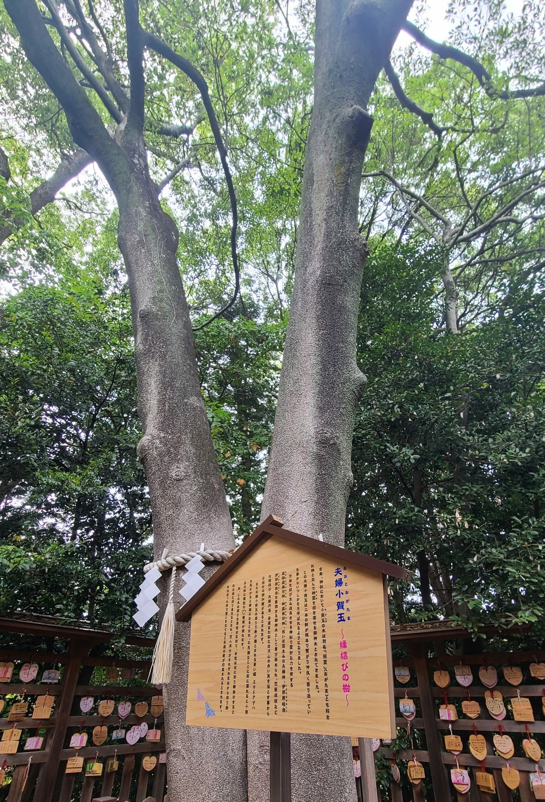 琴崎八幡宮の縁結びの樹